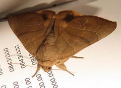 Achaea trapezoides
