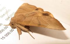 Achaea trapezoides