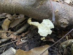 Loweomyces fractipes