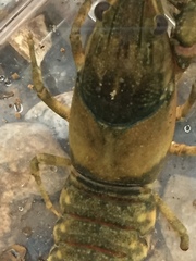 Faxonius erichsonianus