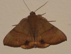 Achaea trapezoides