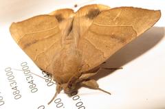 Achaea trapezoides