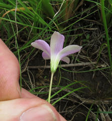 Oxalis smithiana