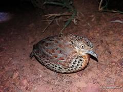 Turnix sylvaticus lepurana