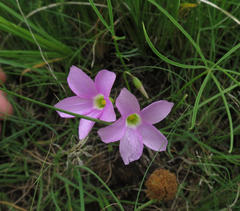 Oxalis smithiana