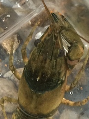 Faxonius erichsonianus