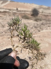 Nolana spergularioides