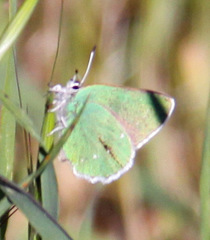 Callophrys viridis