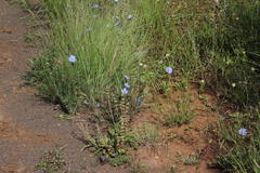 Cichorium intybus intybus