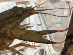 Faxonius erichsonianus