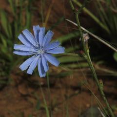Cichorium intybus intybus