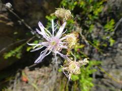 Lampranthus falcatus