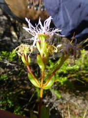 Lampranthus falcatus