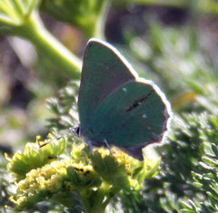 Callophrys viridis