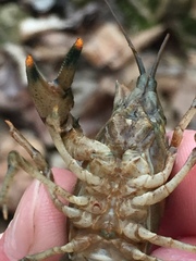 Faxonius erichsonianus