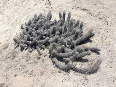 Haageocereus platinospinus