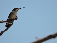 Archilochus colubris