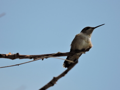 Archilochus colubris