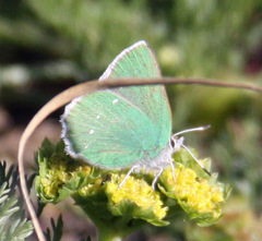Callophrys viridis
