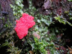 Tubifera ferruginosa acutissima