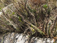 Pleopeltis lepidopteris