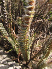 Pleopeltis lepidopteris