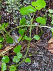 Chrysosplenium glechomifolium
