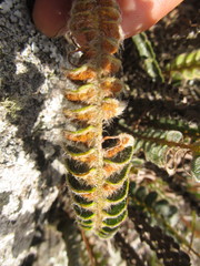 Pleopeltis lepidopteris