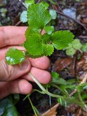 Chrysosplenium glechomifolium