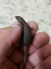 Xantusia vigilis