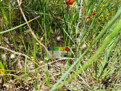 Thelymitra albiflora