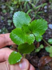 Chrysosplenium glechomifolium