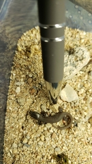 Xantusia vigilis