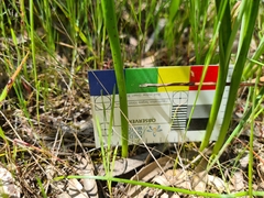 Thelymitra albiflora