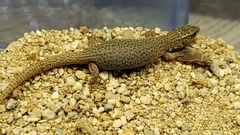 Xantusia vigilis