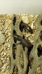 Xantusia vigilis