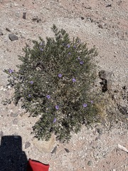 Nolana spergularioides