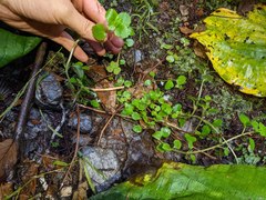 Chrysosplenium glechomifolium