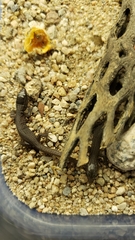 Xantusia vigilis