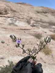 Nolana spergularioides