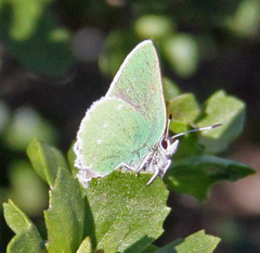 Callophrys viridis