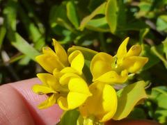 Rafnia capensis capensis