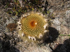 Parodia scopa