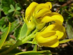 Rafnia capensis capensis