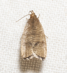 Psilocorsis quercicella