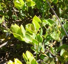 Rafnia capensis capensis