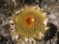 Parodia scopa