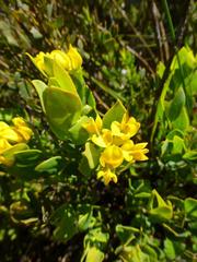 Rafnia capensis capensis