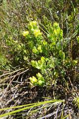 Rafnia capensis capensis