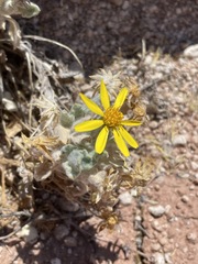 Trichocline caulescens